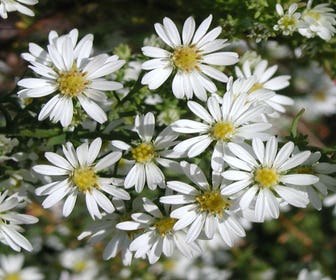 Aster (Aster ericoides 'Schneetanne')