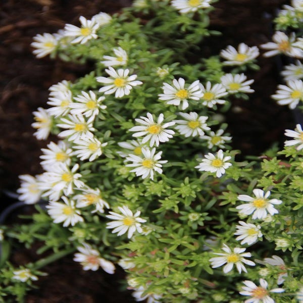 Aster ericoides 'Snow Flurry' (Aster)