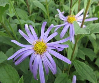Aster (Aster frikartii 'Wunder von Stäfa')