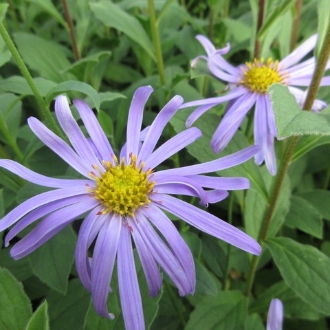 Aster (Aster frikartii 'Wunder von Stäfa')