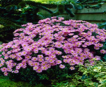 Aster (Aster 'Herbstgruß von Bresserhof')