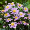 Aster (Aster laevis 'Calliope')
