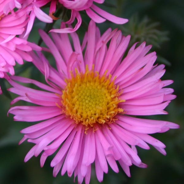 Aster (Aster n.a. Rosa Sieger)
