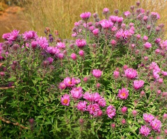 Aster (Aster novi-angliae 'Andenken an Paul Gerber')