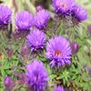 Aster (Aster novi-angliae 'Purple Dome') BIO