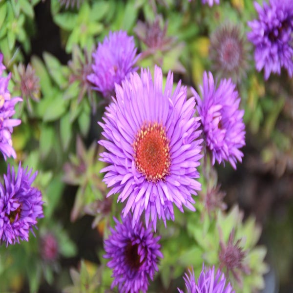 Aster 'Purple Dome'