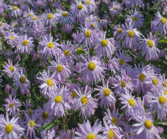Neu-niederländische Aster (Aster novi-belgii 'Fellowship')