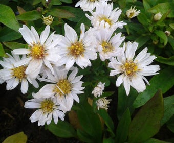 Aster (Aster 'Schneekissen')