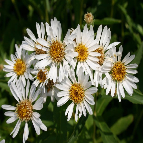 Aster (Aster sibiricus)