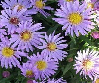 Aster (Aster 'Wood's Light Blue')