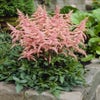 Prachtspiere (Astilbe 'Bressingham Beauty')