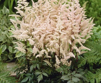 Spirea (Astilbe bumalda)