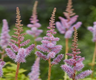 Spirea (Astilbe chinensis 'Pumila')