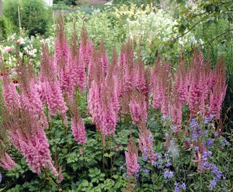 Spiraea (Astilbe chinensis 'Superba')