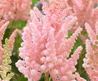 Spirea (Astilbe chinensis 'Vision Inferno')