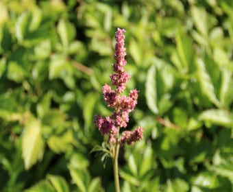 Federbuschspiere (Astilbe chinensis 'Visions in Pink')