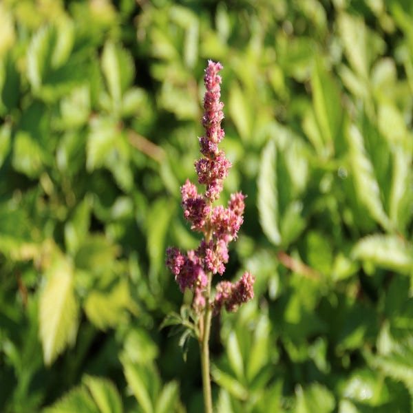 Federbuschspiere (Astilbe chinensis 'Visions in Pink')