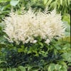 Spirea (Astilbe 'Diamant')