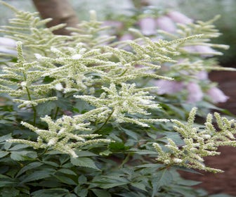 Spirea (Astilbe 'Washington')