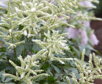 Spirea (Astilbe 'Washington')