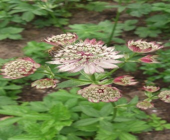 Gewöhnliches Knäuelkraut (Astrantia  'Buckland')