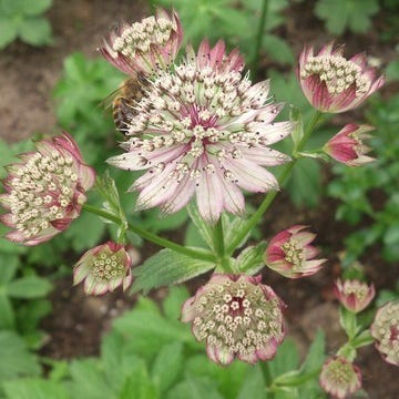 Gewöhnliches Knäuelkraut (Astrantia  'Buckland')