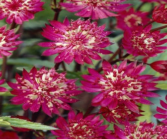 Sternmoos (Astrantia major 'Claret')