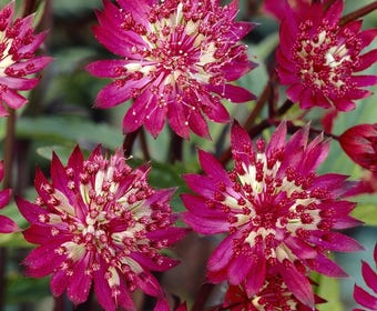 Sternmoos (Astrantia major 'Claret')