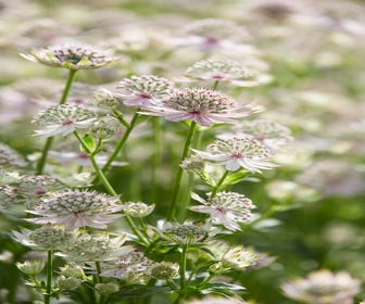 Zeeuws Knöpfchen (Astrantia major 'Florence')