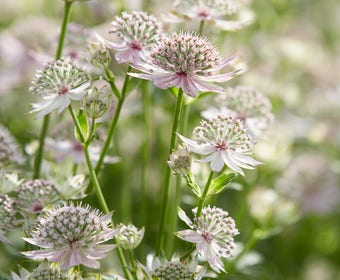 Zeeuws Knöpfchen (Astrantia major 'Florence')