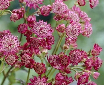 Knäuelblümchen (Astrantia major 'Lars')