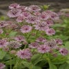 Knäuelkraut (Astrantia major 'Pink Pride')