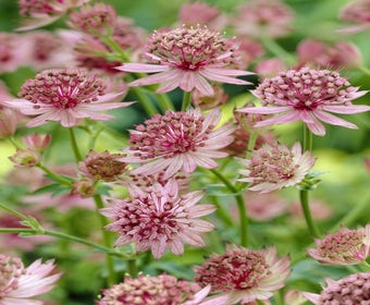 Sternanis (Astrantia major 'Roma')