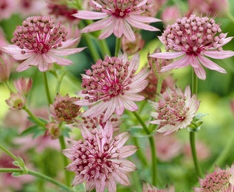 Sternanis (Astrantia major 'Roma')