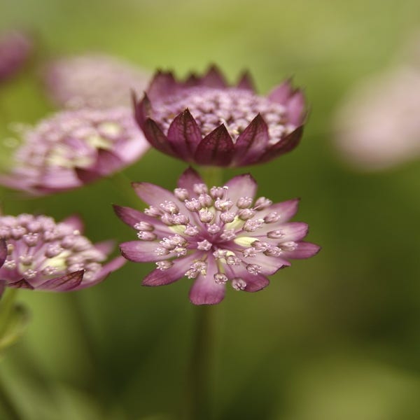  'Zeeuws knoopje' (Astrantia major 'Rubra')