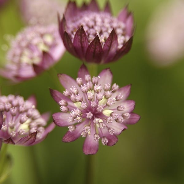 'Zeeuws knoopje' (Astrantia major 'Rubra')