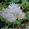 Knäuelblümchen (Astrantia major 'Shaggy')