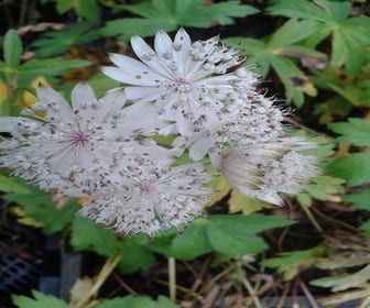 Knäuelblümchen (Astrantia major 'Shaggy')