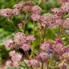 Zeeuws Knöpfchen (Astrantia major 'Star of Beauty')