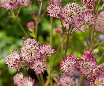 Zeeuws Knöpfchen (Astrantia major 'Star of Beauty')