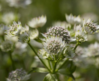 Stern von Billion (Astrantia major 'Star of Billion')