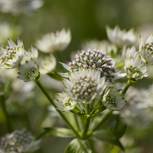 Stern von Billion (Astrantia major 'Star of Billion')
