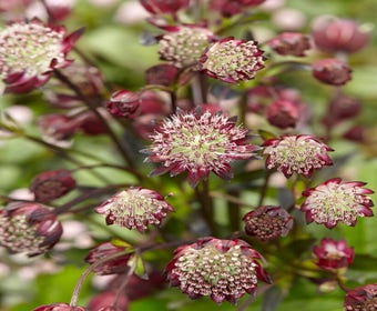Zeeuws Knöpfchen (Astrantia major 'Star of Passion')