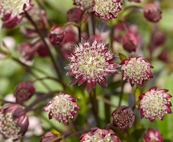 Zeeuws Knöpfchen (Astrantia major 'Star of Passion')
