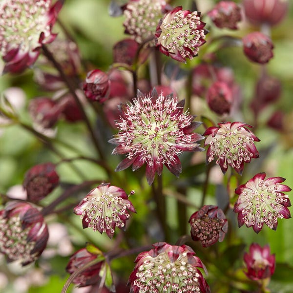 Zeeuws Knöpfchen (Astrantia major 'Star of Passion')