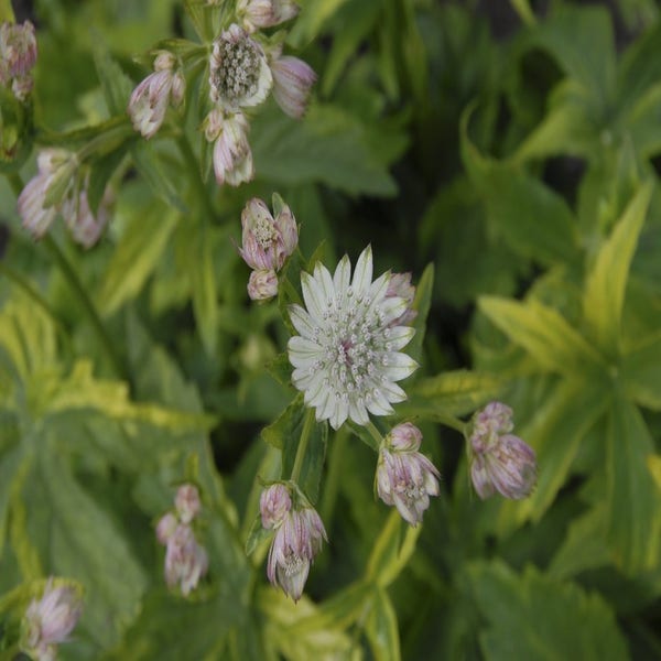 *Zeeuws knoopje* (Astrantia major 'Sunningdale Variegated')