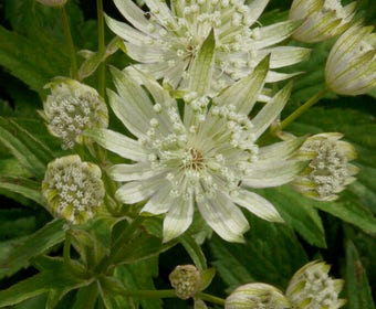 Stern-Wundklee (Astrantia major 'Superstar')