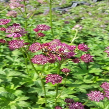 Zeeuws Knoopje (Astrantia 'Ruby Cloud')