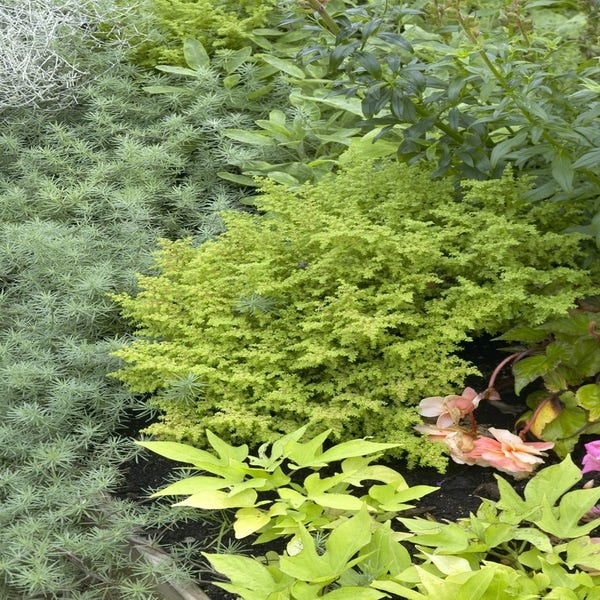 Frauenfarn (Athyrium filix-femina 'Frizelliae')