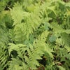 Frauenfarn (Athyrium filix-femina)